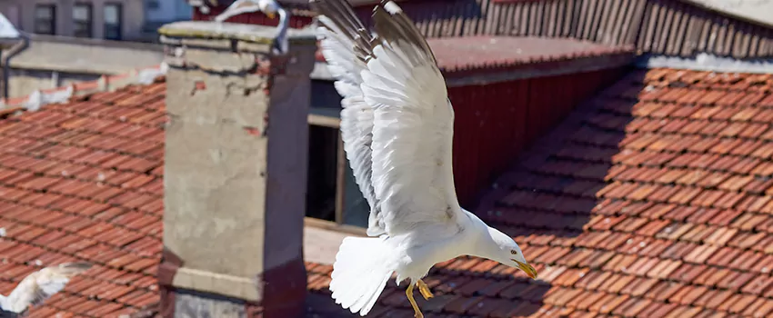 Residential Chimney Animal Removal Solution in Eden Prairie, MN