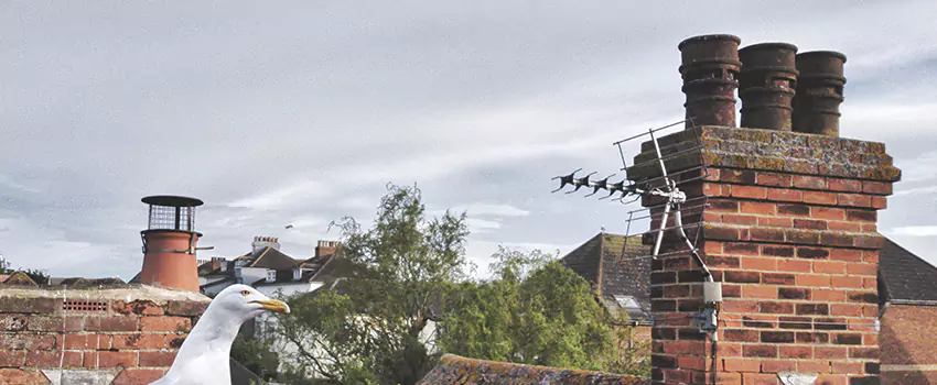 Chimney Cleaning And Restoration in Eden Prairie, Minnesota